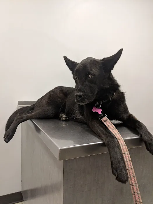 Swift Creek Animal Hospital Picture 7