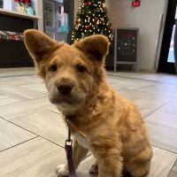 Harmony Animal Hospital ico