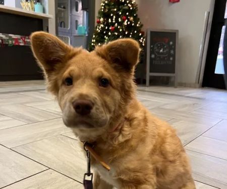 Harmony Animal Hospital
