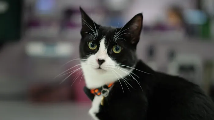Harmony Animal Hospital Picture 6