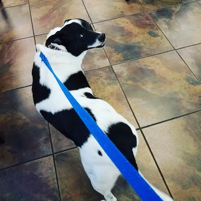 VCA Apex Animal Hospital Picture 3