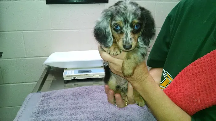 VCA Apex Animal Hospital Picture 1