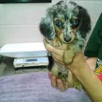 VCA Apex Animal Hospital ico