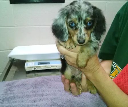 VCA Apex Animal Hospital