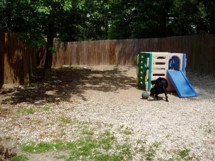 VCA Apex Animal Hospital Picture 6