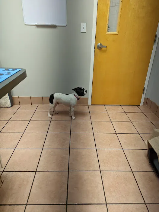 Gentle Care Animal Hospital at Ten Ten Picture 4