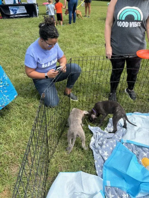 Gentle Care Animal Hospital at Ten Ten Picture 9