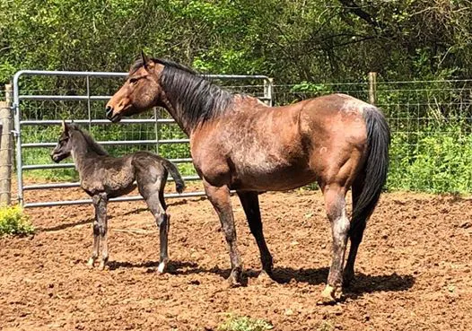 3H Equine Hospital and Mobile Veterinary Services Picture 3