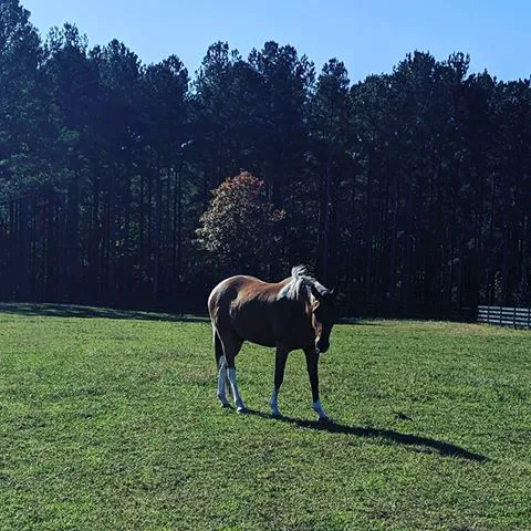 3H Equine Hospital and Mobile Veterinary Services Picture 10