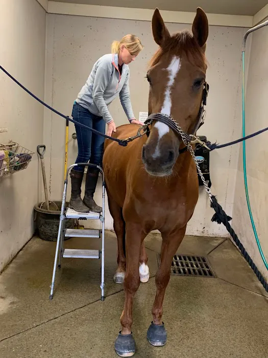 3H Equine Hospital and Mobile Veterinary Services Picture 7