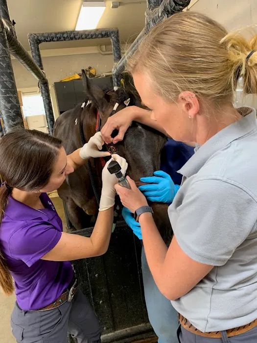 3H Equine Hospital and Mobile Veterinary Services Picture 4
