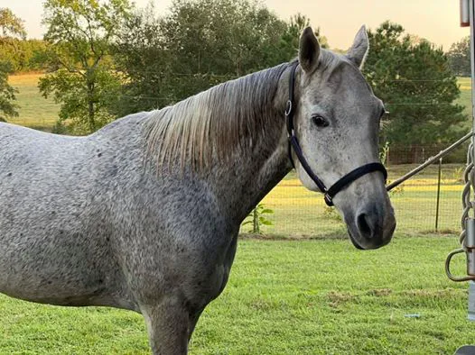 3H Equine Hospital and Mobile Veterinary Services Picture 9