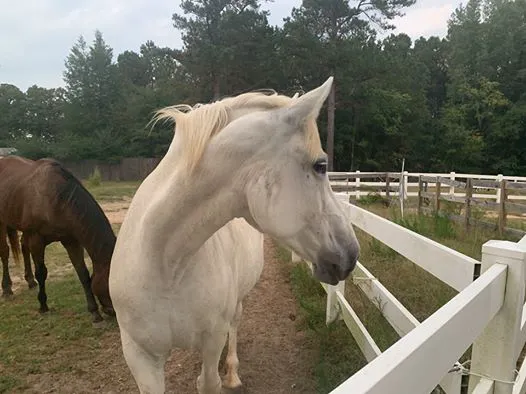 3H Equine Hospital and Mobile Veterinary Services Picture 1