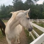 3H Equine Hospital and Mobile Veterinary Services