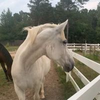 3H Equine Hospital and Mobile Veterinary Services ico