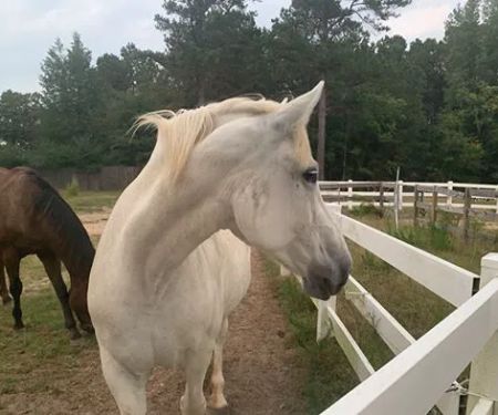 3H Equine Hospital and Mobile Veterinary Services