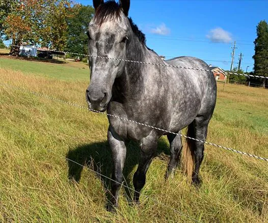 3H Equine Hospital and Mobile Veterinary Services Picture 6
