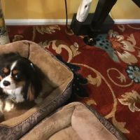 Kilmarnock Animal Hospital ico