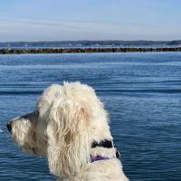 Bayside Animal Hospital ico
