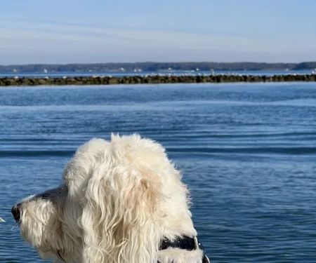 Bayside Animal Hospital