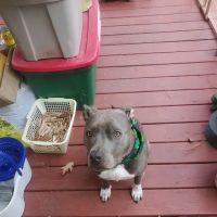 Tri-County Animal Hospital ico