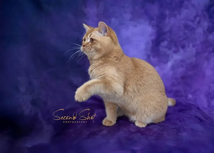 Best of British Cattery Picture 1