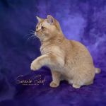 Best of British Cattery