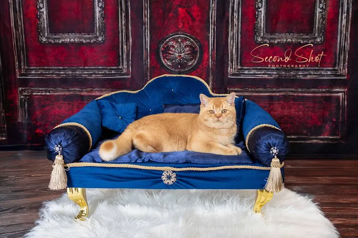 Best of British Cattery Picture 4