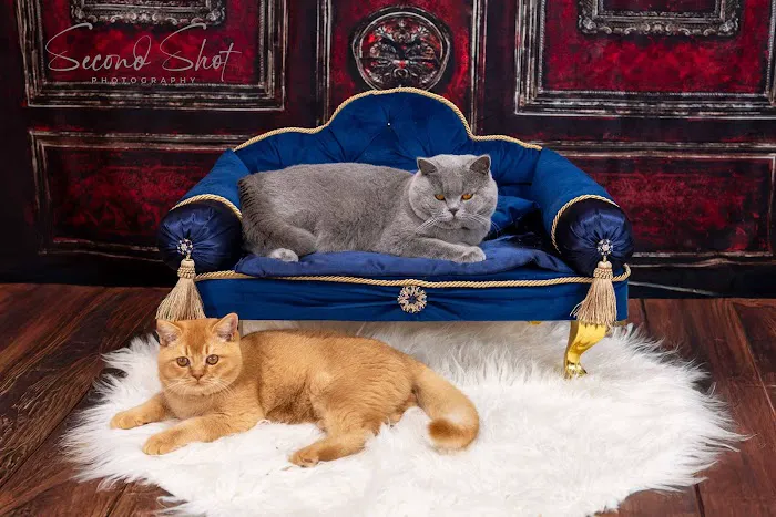Best of British Cattery Picture 2