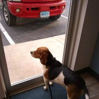 Hartfield Animal Hospital ico