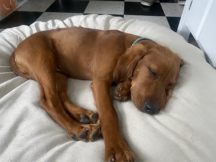 Hartfield Animal Hospital Picture 7