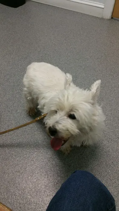 Powhatan Animal Hospital Picture 1
