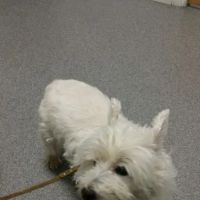 Powhatan Animal Hospital ico