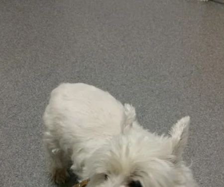 Powhatan Animal Hospital
