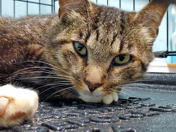 Powhatan Animal Hospital Picture 7
