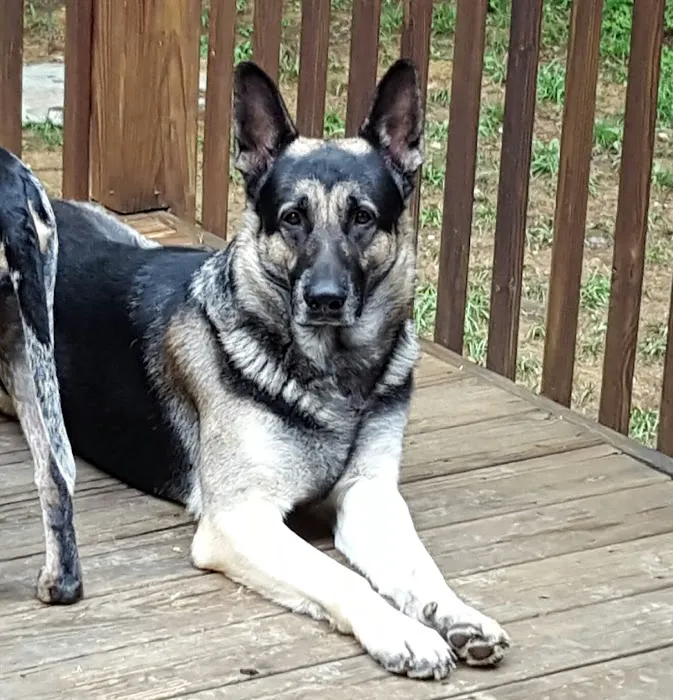 Powhatan Animal Hospital Picture 10