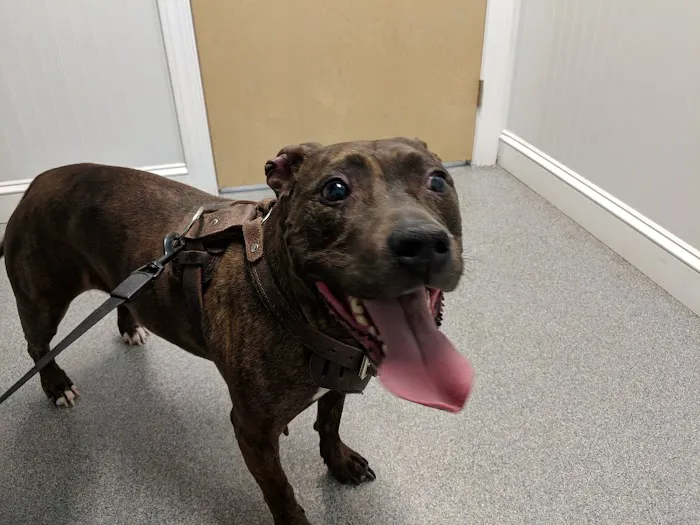Powhatan Animal Hospital Picture 8
