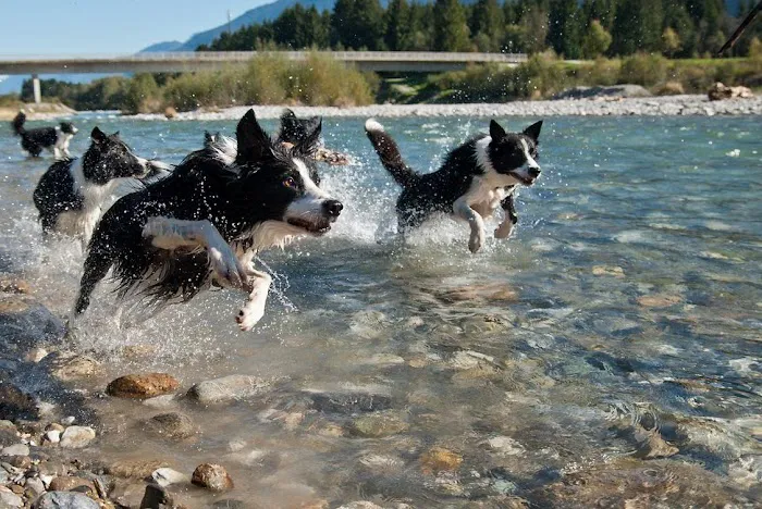 River Run Animal Hospital Picture 8