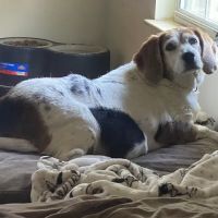 River Run Animal Hospital ico