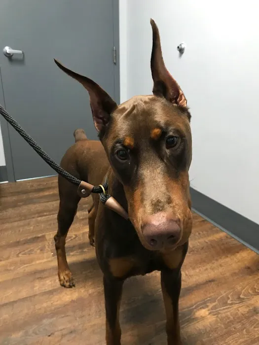 River Run Animal Hospital Picture 4