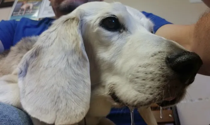 Countryside Veterinary Center Picture 3