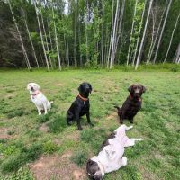 Countryside Veterinary Center ico