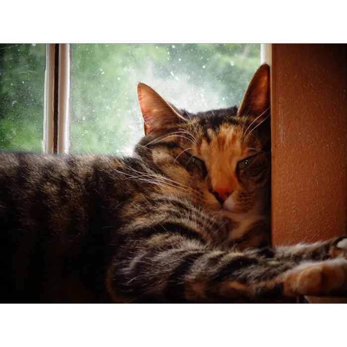 Countryside Veterinary Center Picture 7