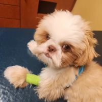 Midlothian Animal Clinic ico