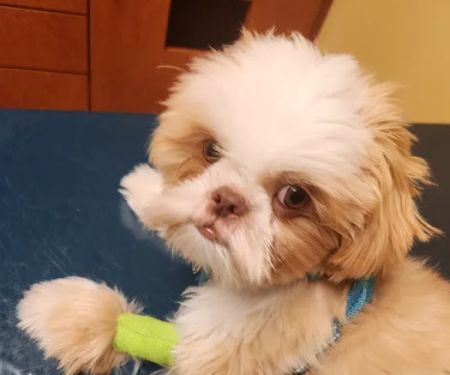 Midlothian Animal Clinic