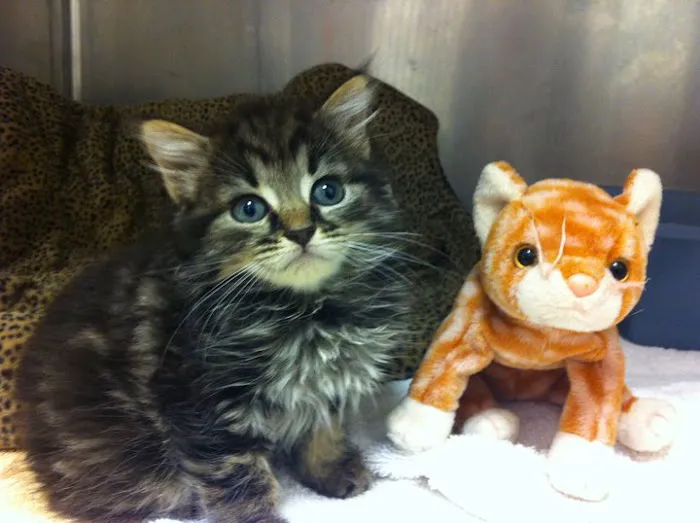 Midlothian Animal Clinic Picture 5