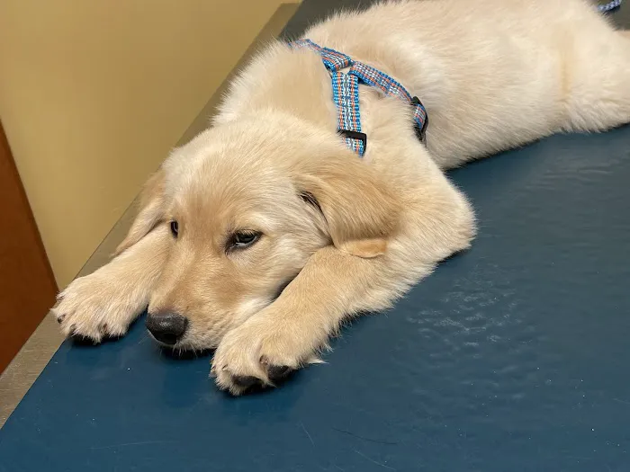 Midlothian Animal Clinic Picture 4
