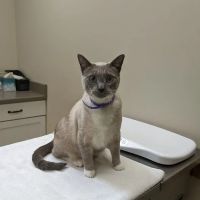Stratford Hills Veterinary Center ico