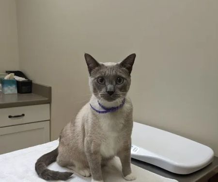 Stratford Hills Veterinary Center
