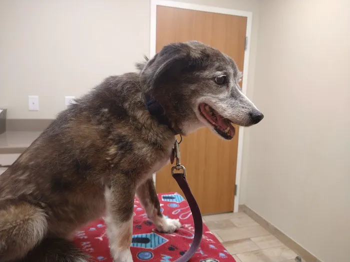 Stratford Hills Veterinary Center Picture 5